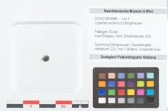 Foto (Objekt + Etikett) von Cyperites eocenicus Ettingshausen (NHMW-GEO-2024-0188-8986)